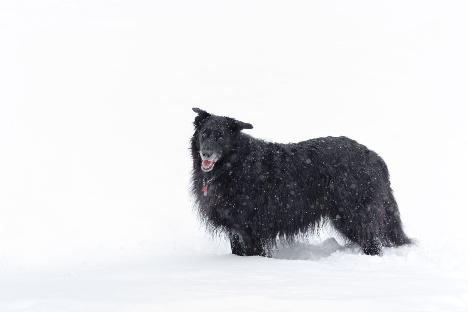 Two black dogs playing in the snow on a bright winter day.