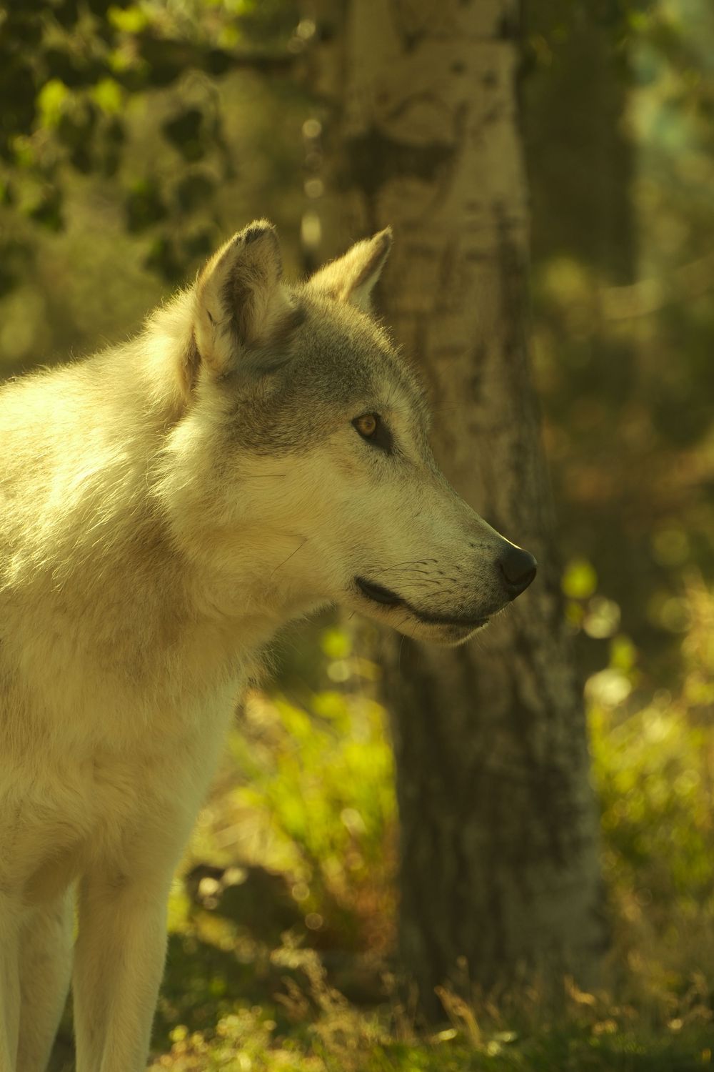 A white wolf with alert eyes and pointed ears stands in a forest setting with sunlit foliage in the background.