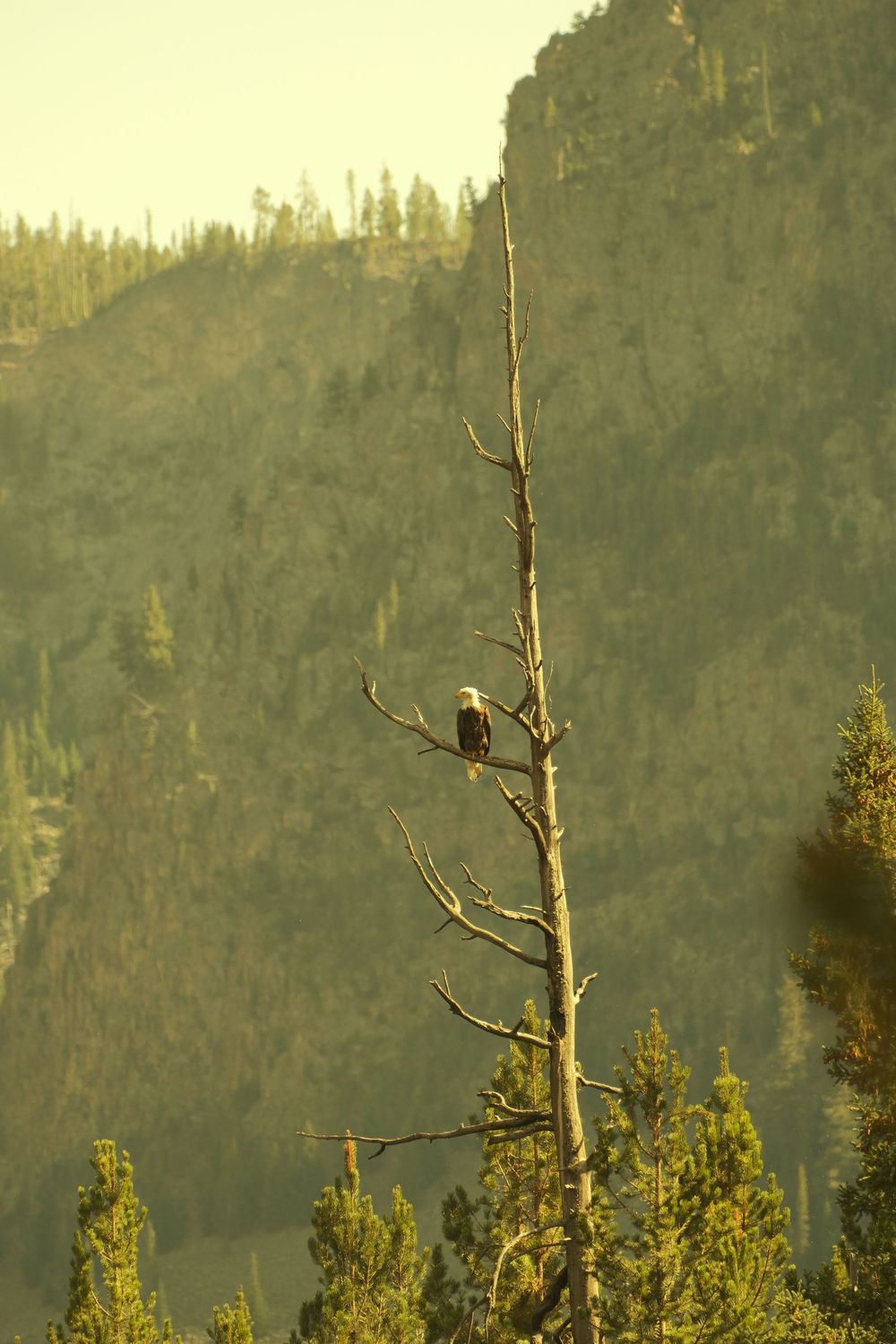A bald eagle perches on a dead tree snag against a forested mountainside backdrop in golden evening light.