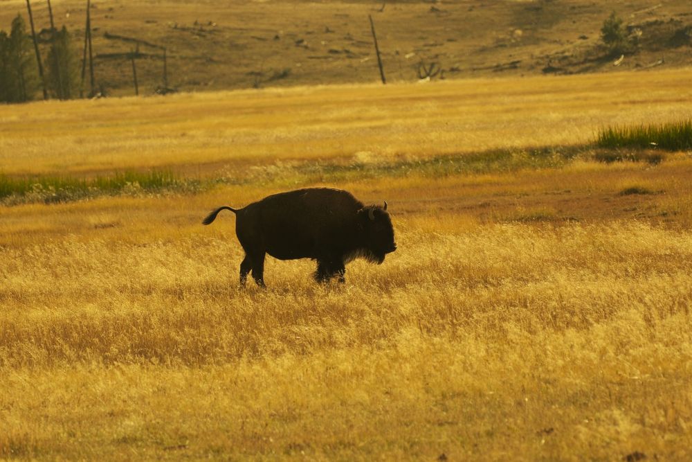 Wild buffalo graze across a golden prairie landscape at sunset in Yellowstone National Park.