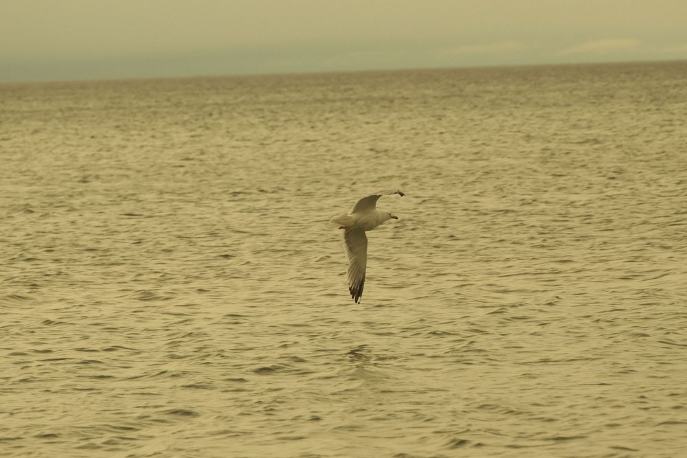 A seagull soars over calm waters at dusk.