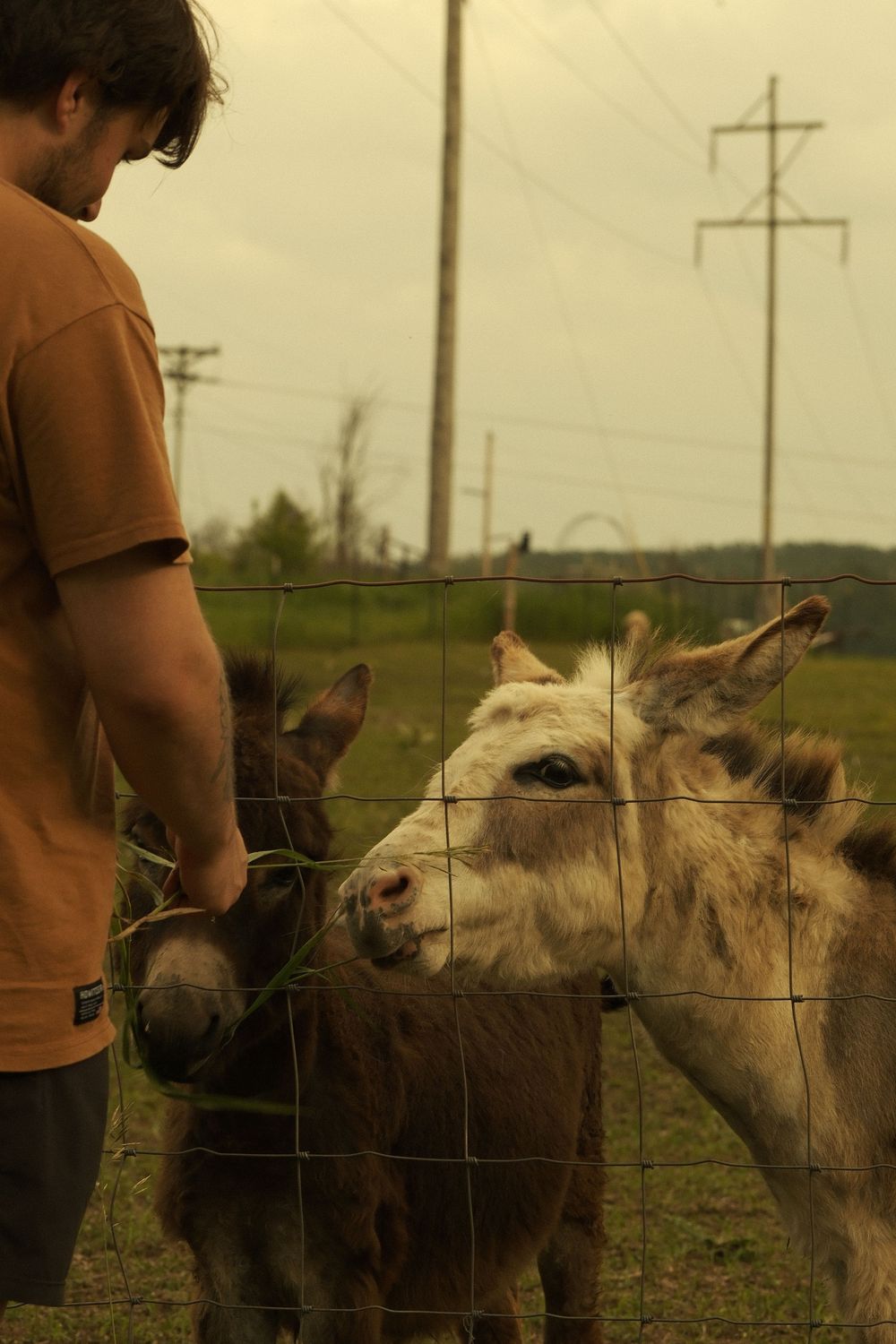 Donkeys peer through a wire fence at someone in an orange shirt.