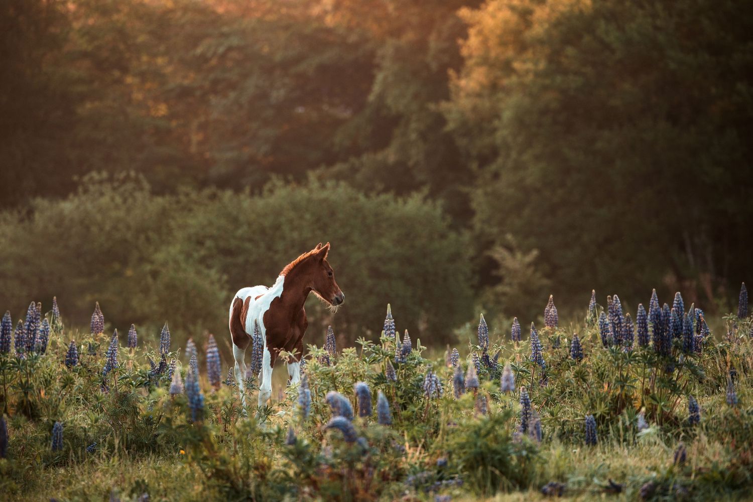 A paint horse foal stands in a field of blooming lupines during sunset with golden light in the background.