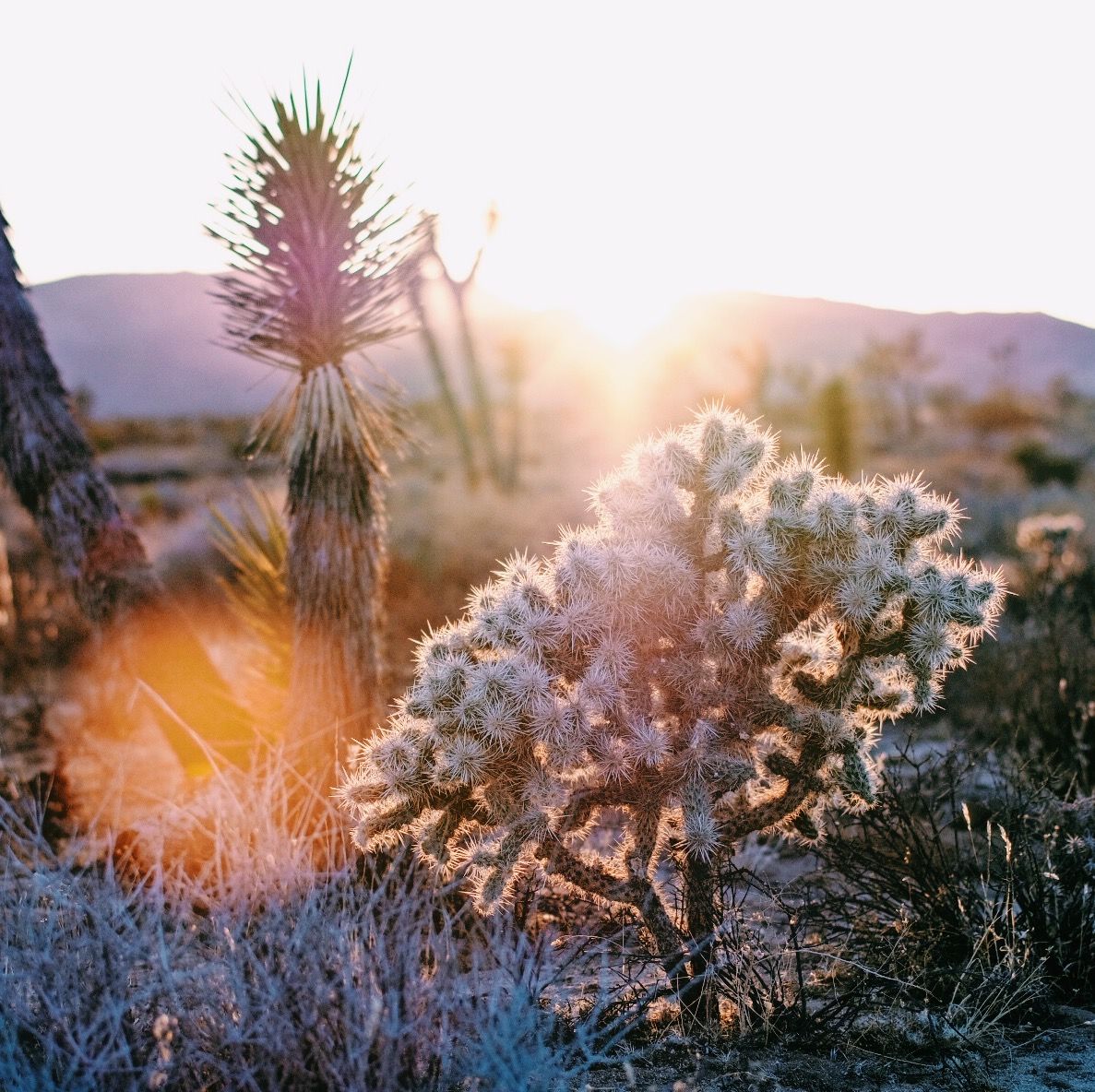 Desert cacti and yucca plants backlit by golden sunrise light in arid landscape.