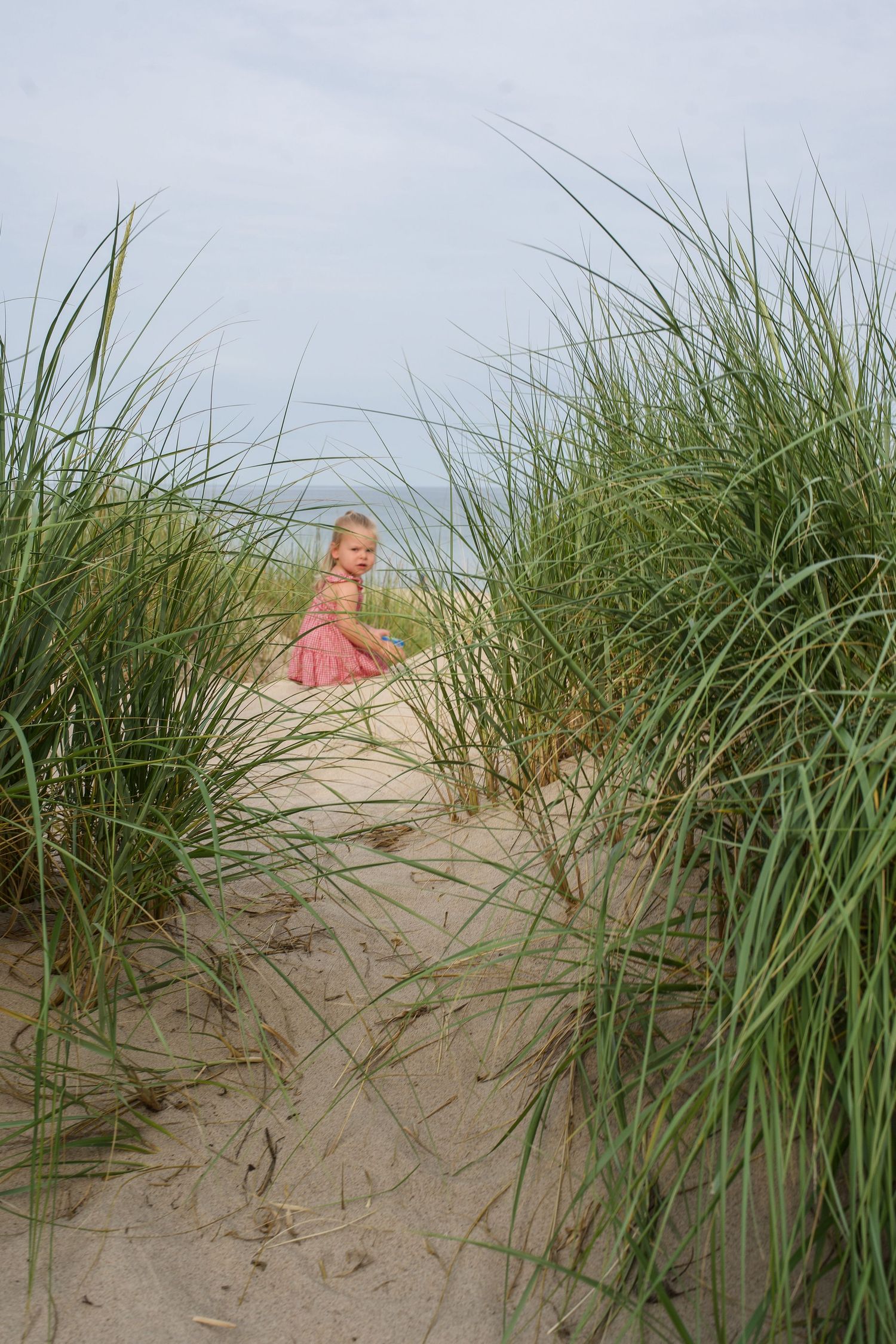Sequence of beach dune grass photos showing movement through coastal vegetation to reveal sandy shore beyond.