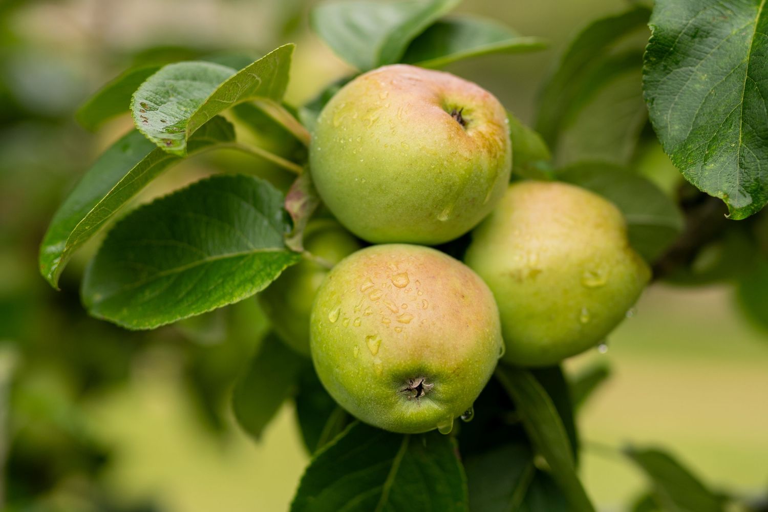 Three fresh green apples growing on a tree branch with vibrant leaves in natural sunlight.