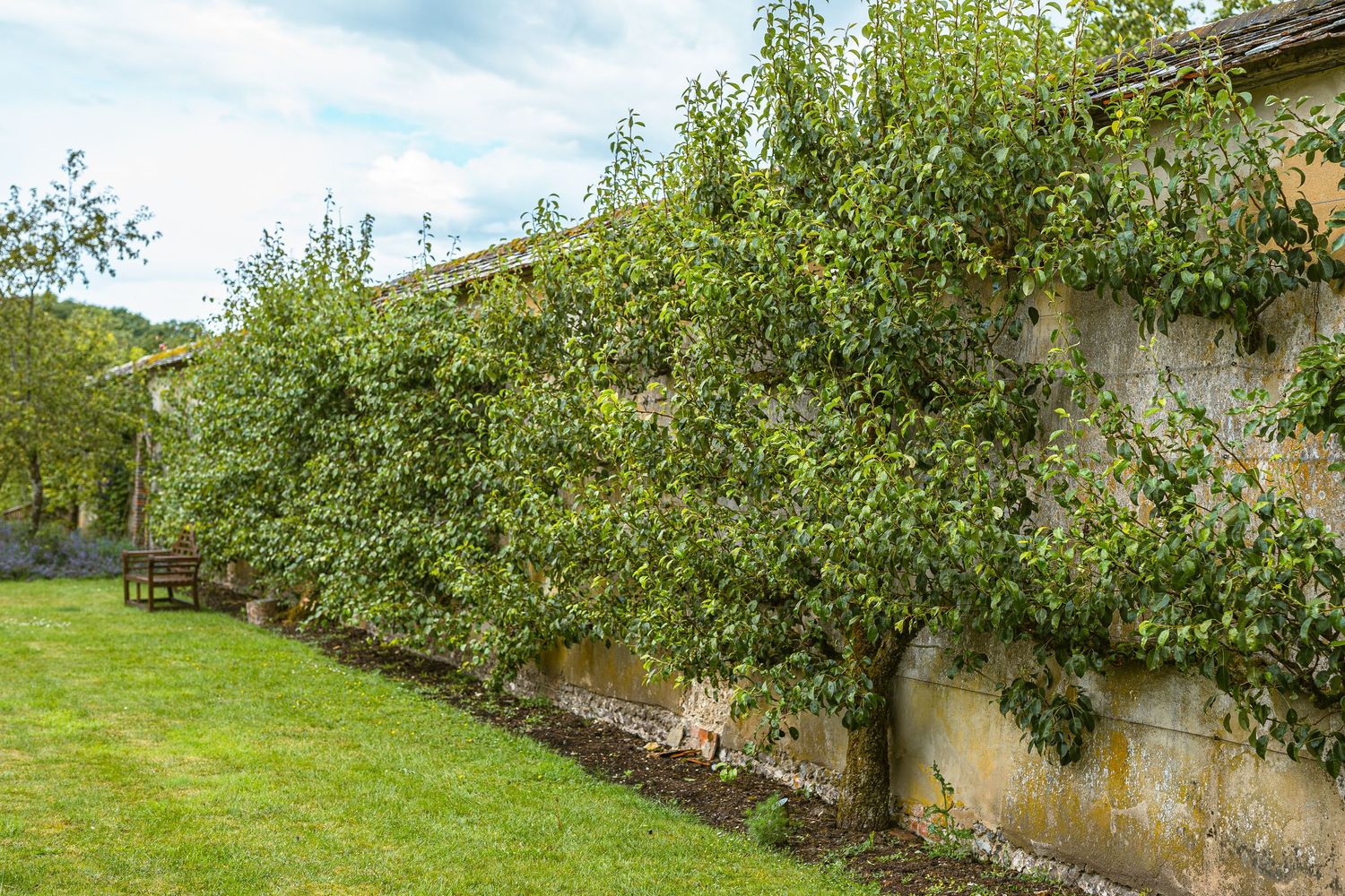 Espalier fruit trees growing against a stone wall with a neat lawn in the foreground.