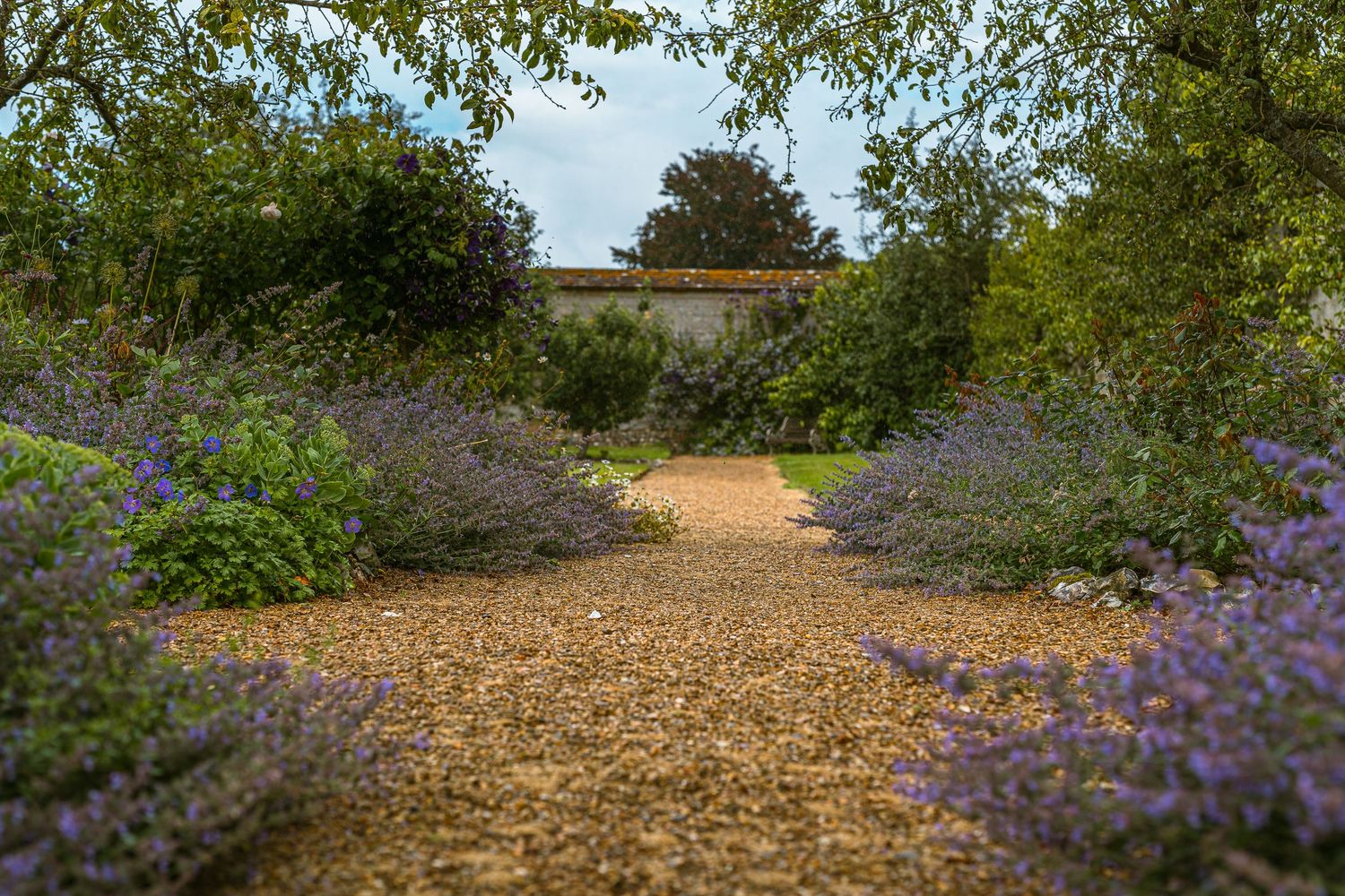 A gravel garden pathway lined with blooming purple lavender flowers leads through a tranquil summer garden.