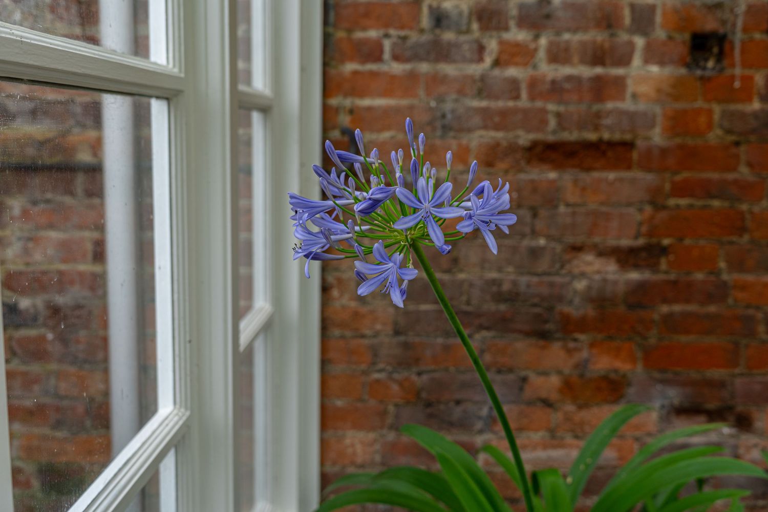 Purple agapanthus flower blooms against exposed brick wall by a white window frame.