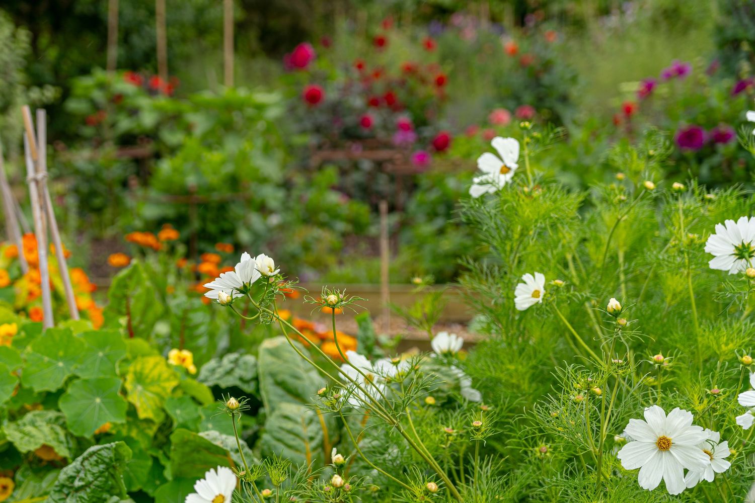 Colorful wildflowers and cosmos blooms growing in a lush summer garden with red and white blossoms.