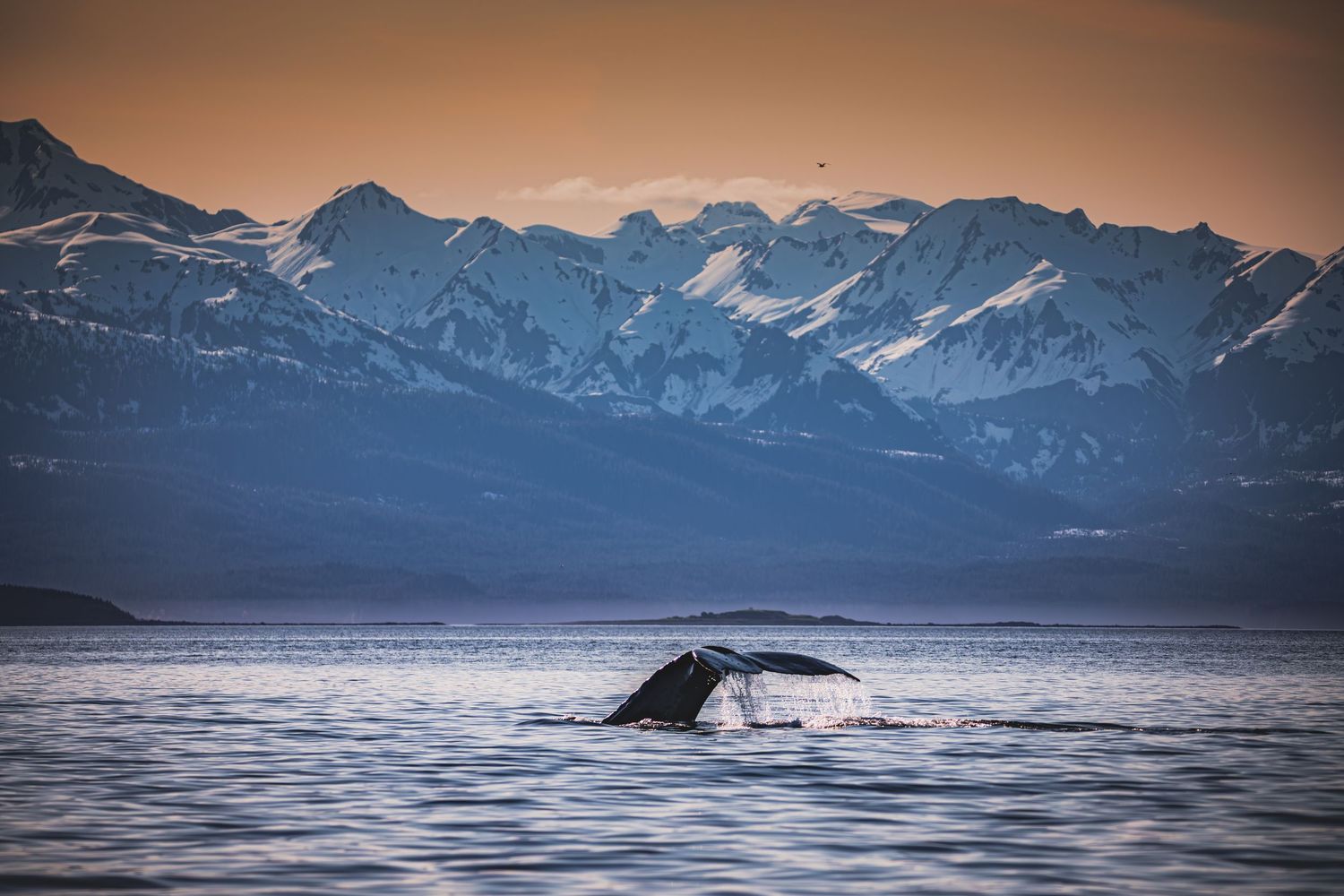A whale's tail breaks the surface of the ocean against a backdrop of snow-capped mountains at sunset.
