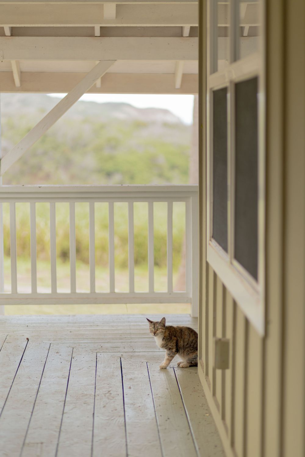 A cat sits alone on a covered porch overlooking scenic views.