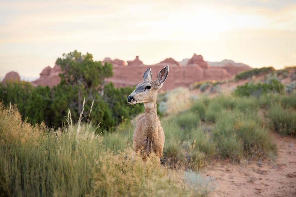Desert landscape with a mule deer, red rock formations and shrubs during sunrise. Arches National Park, Moab, Utah