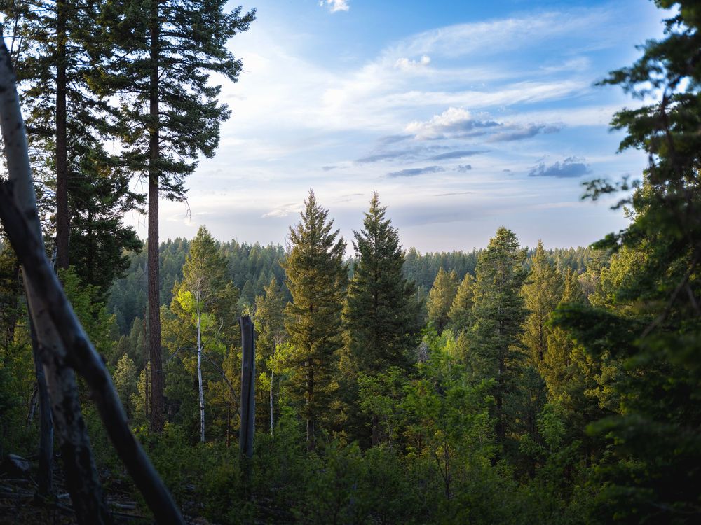Forest landscape with tall evergreen trees under bright blue skies and wispy clouds in Cloudcroft, New Mexico.