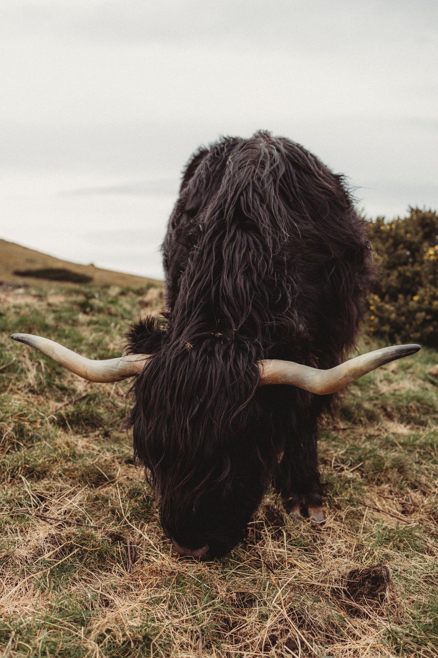 A black Highland cow with large curved horns grazing on brown grass against an overcast sky.
