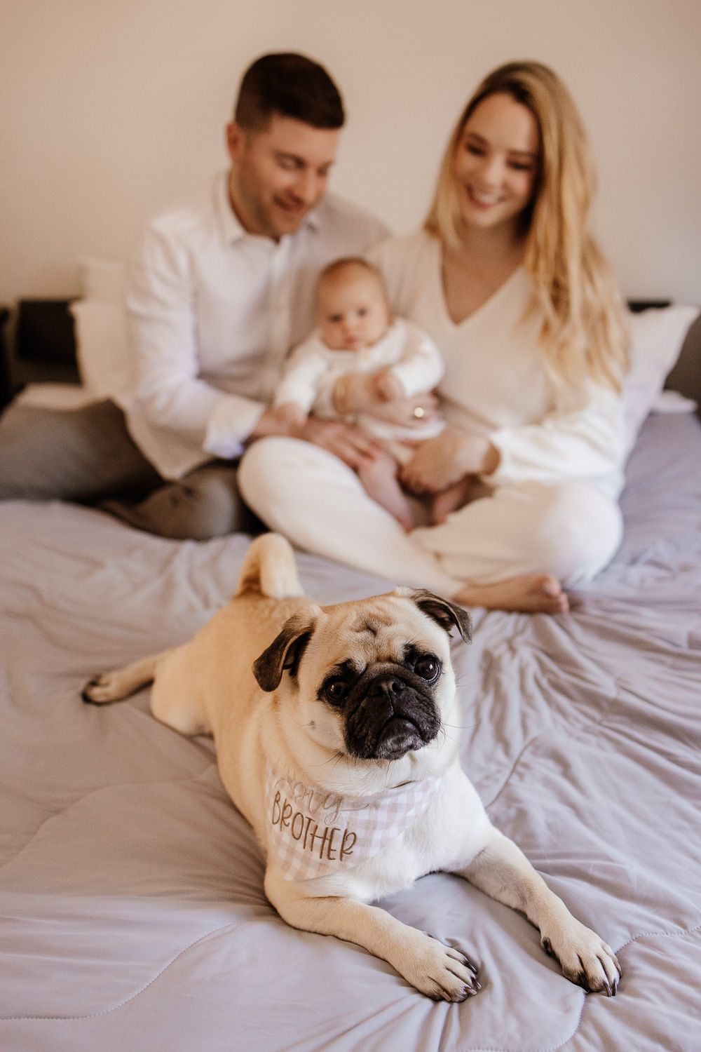 A Bay Area pug dog looks into the camera while his family and new baby look on from behind