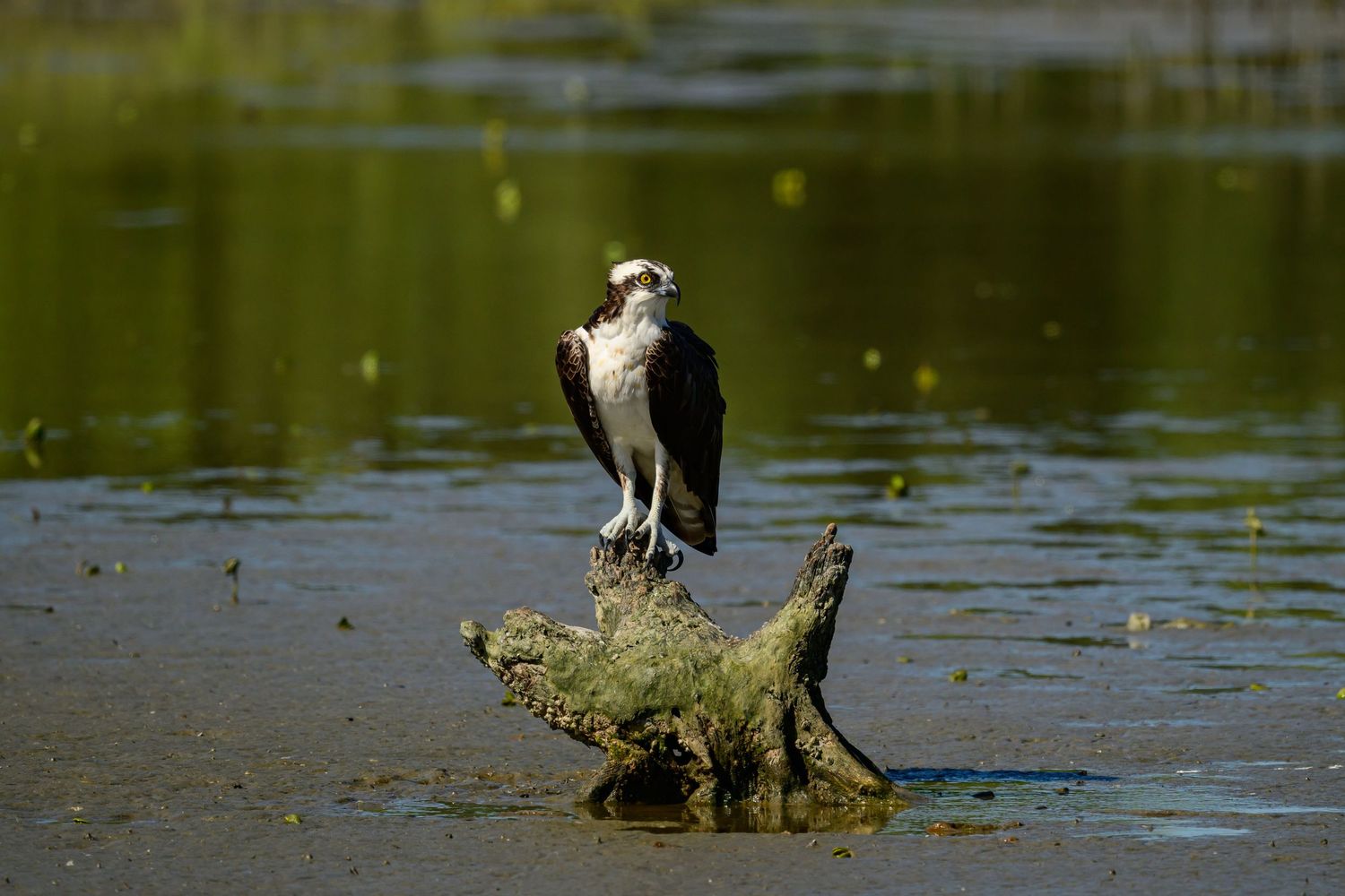 Wildlife: Osprey
South Padre Island Birding and Nature Center