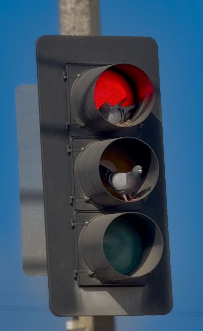Close-up view of a traffic light with red, yellow and green signals against a blue sky with pigeons inside.