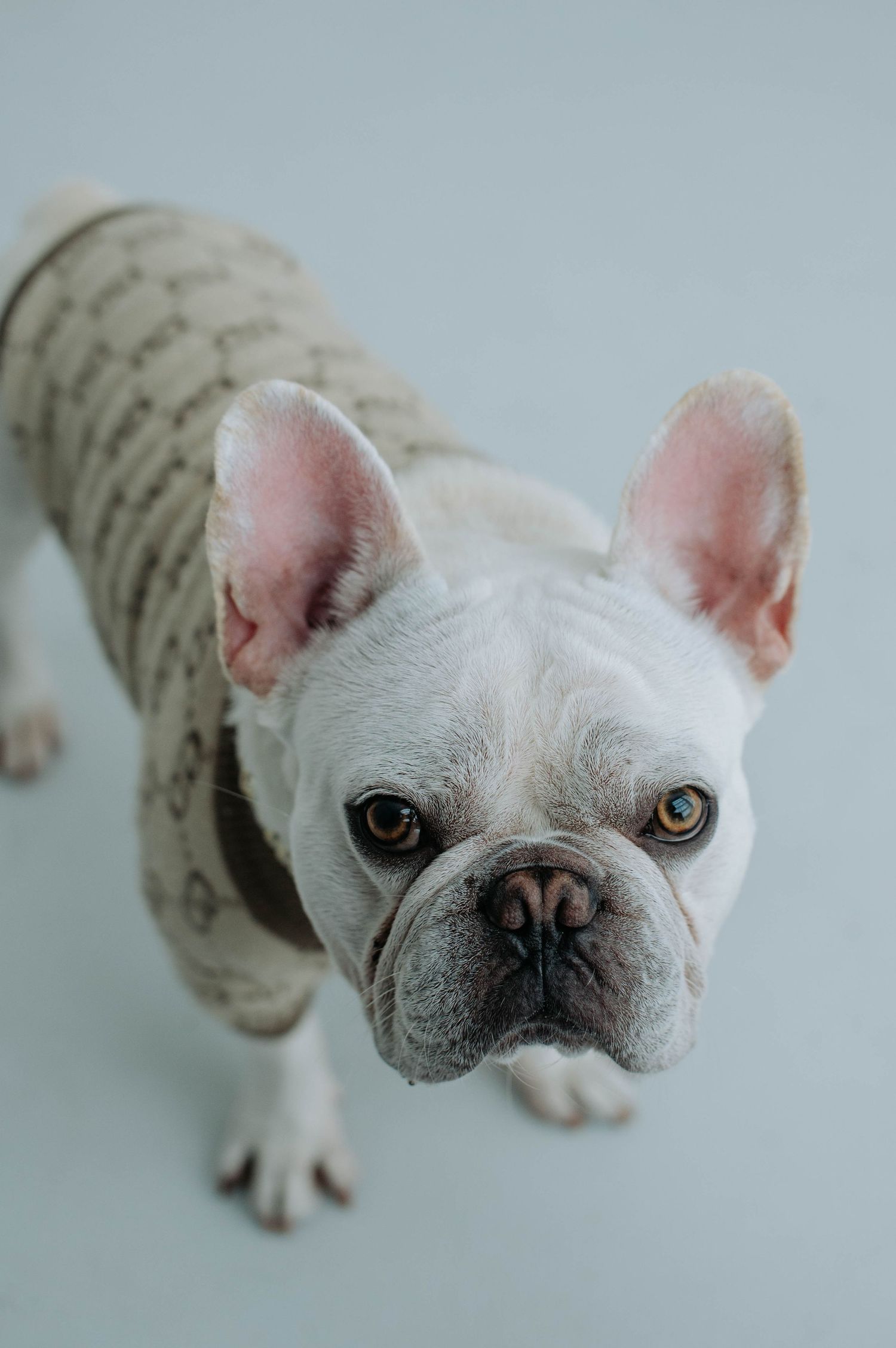 A white French Bulldog wearing a knitted cream sweater looks intently at the camera against a light background.
