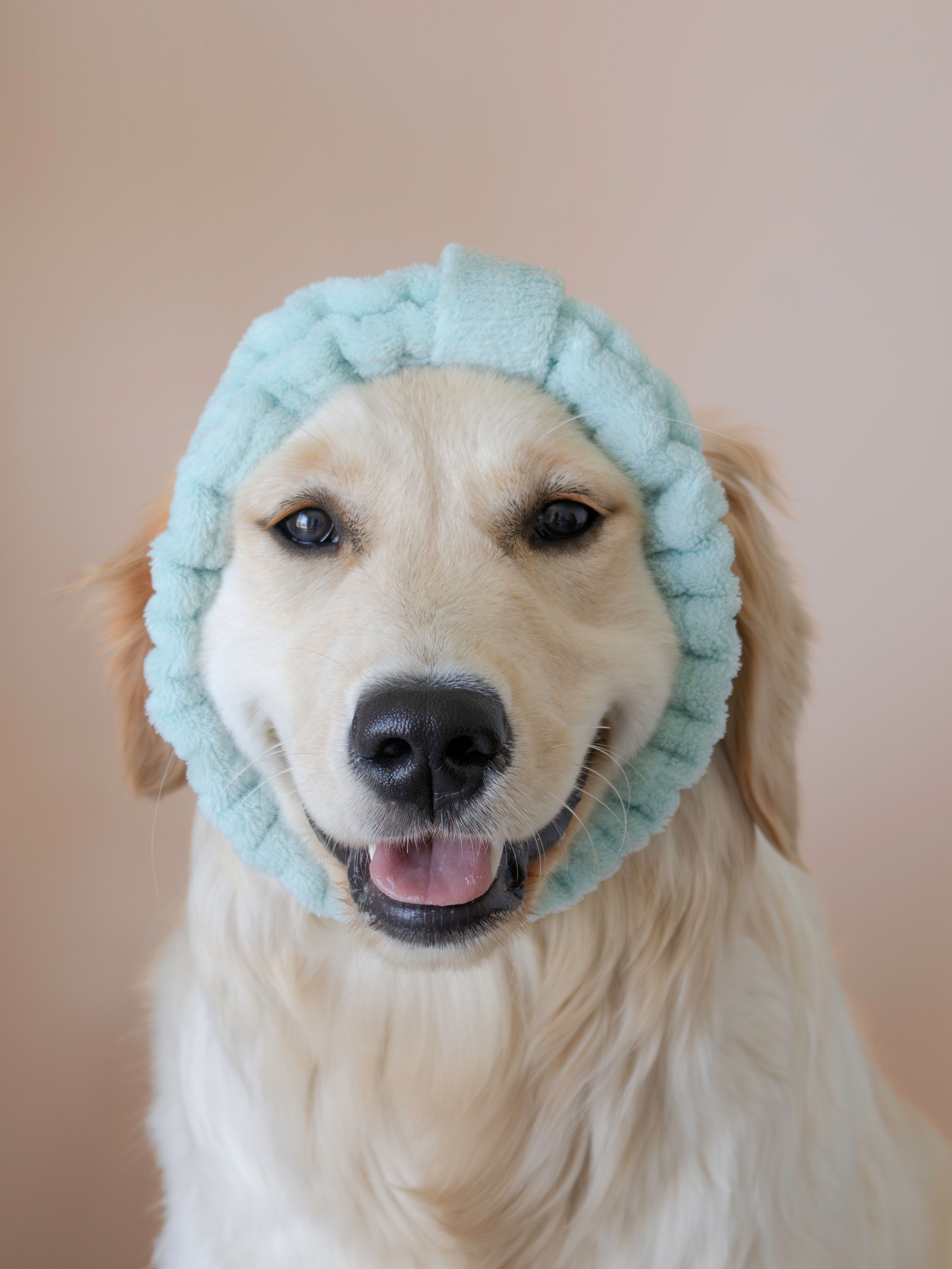 A happy Golden Retriever wearing a light blue shower cap smiles at different angles in a photo collage.