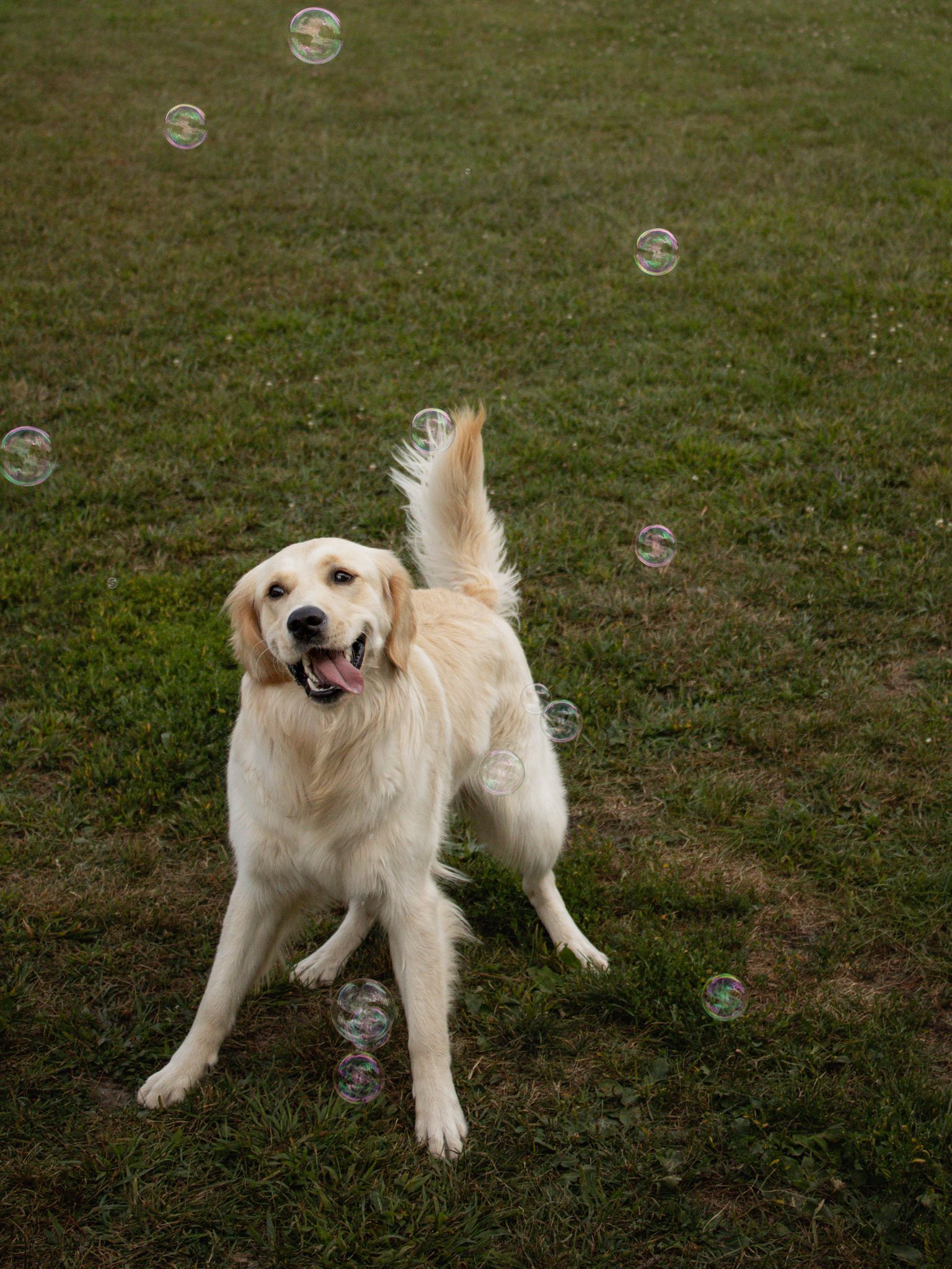 Golden retriever dog joyfully chasing and jumping at soap bubbles floating in a grassy yard.