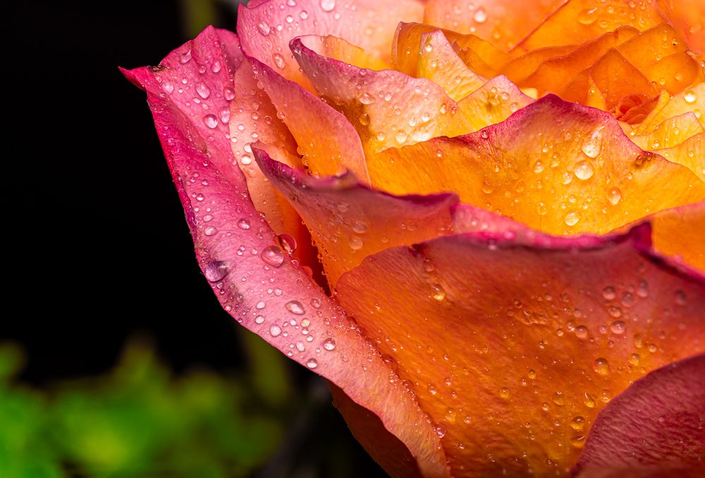 Close-up of a pink and orange rose with water droplets on its petals against a black background.