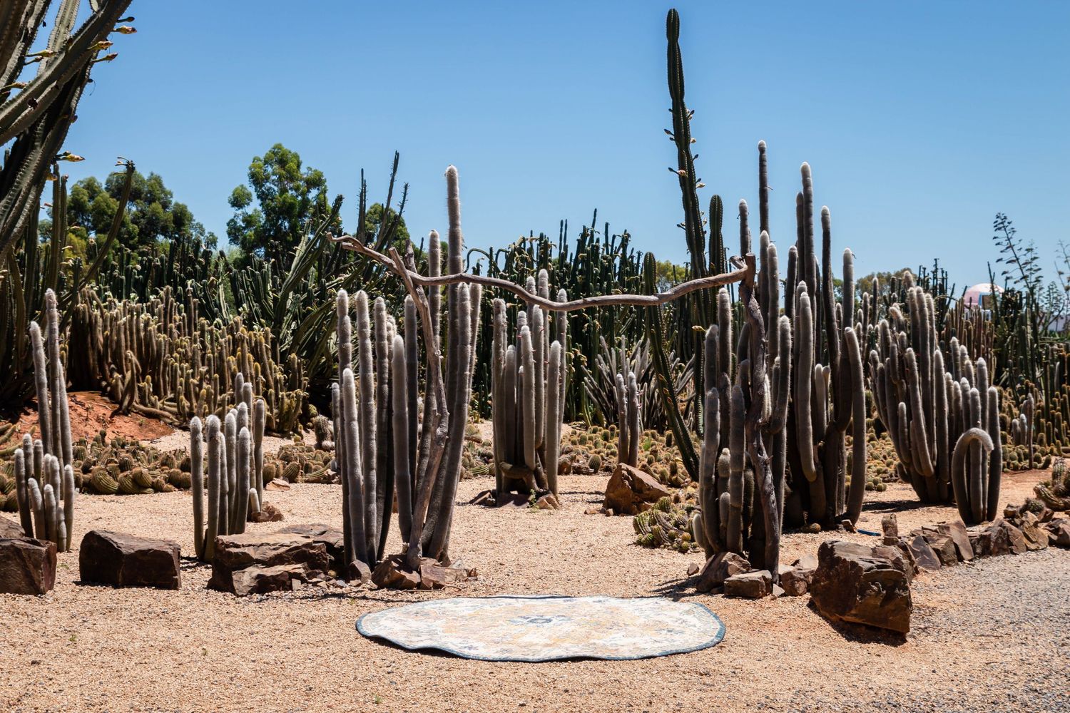 Desert landscape with tall cactus plants and sandy terrain stretching to the horizon.
