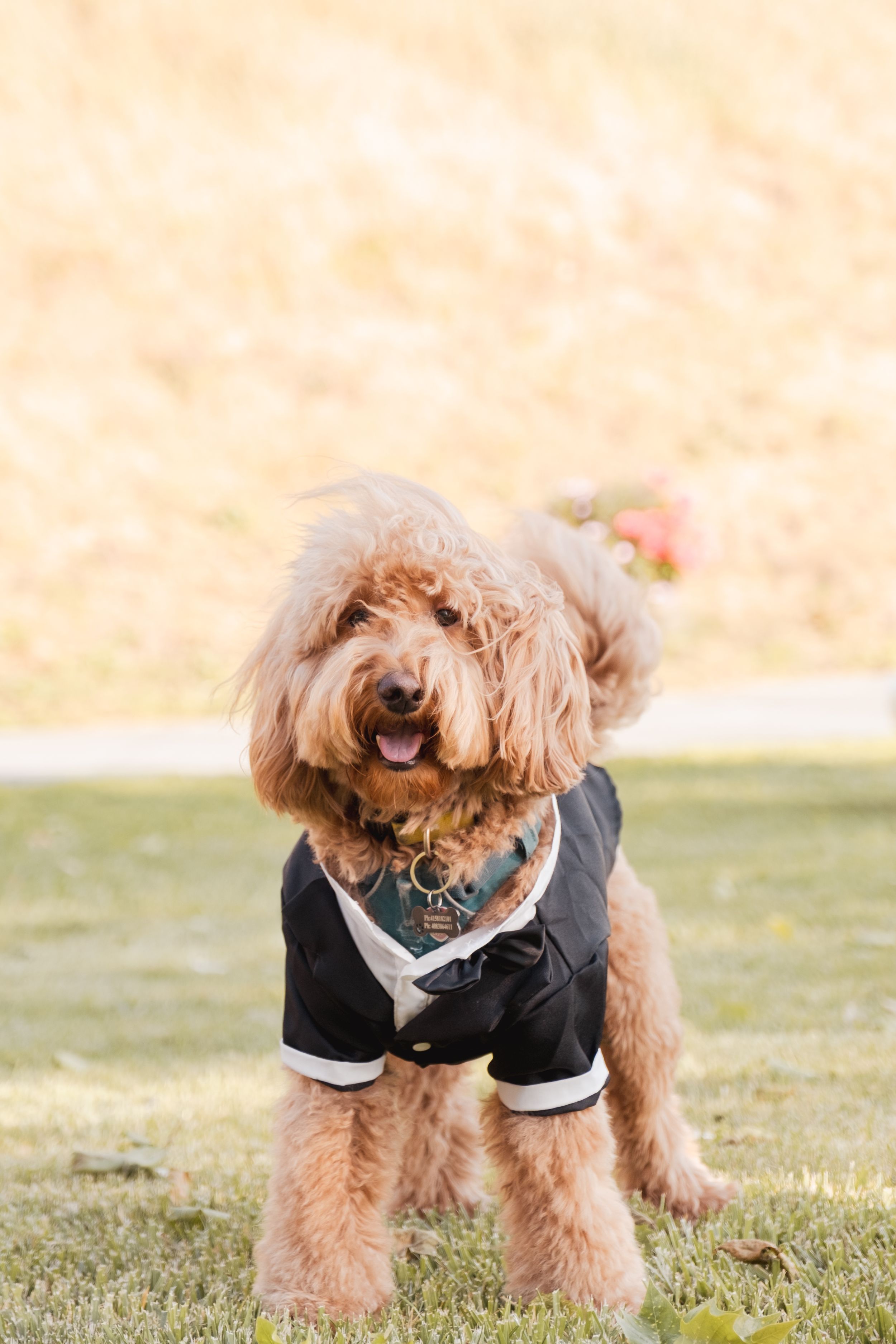 dog wearing a suit.