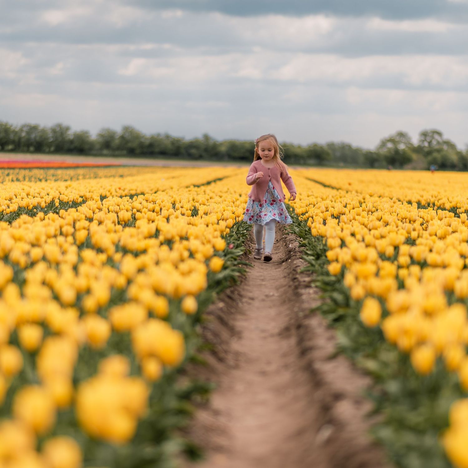 NORFOLK TULIPS PHOTOGRAPHY SESSION