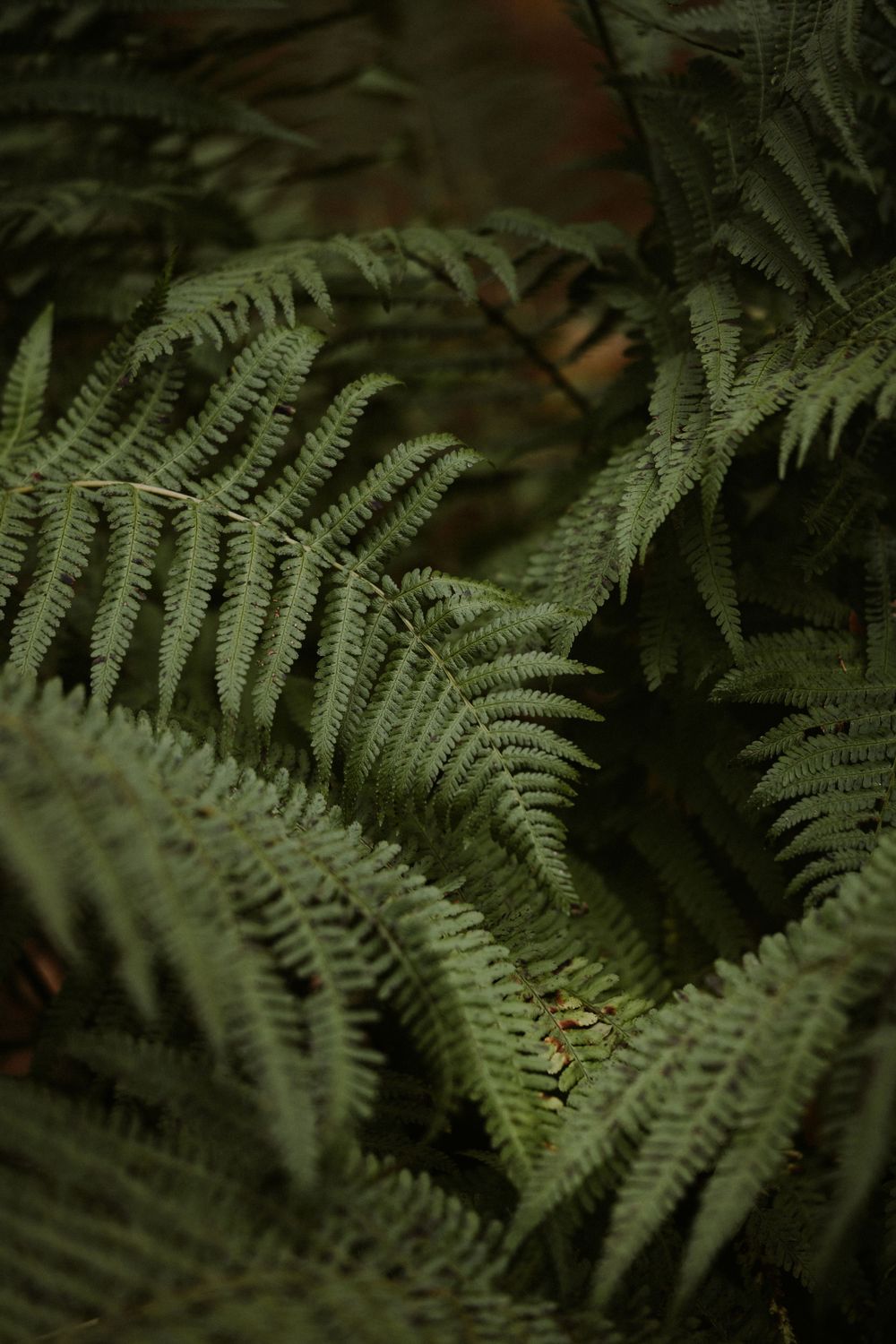 Close-up of lush green fern fronds in natural forest setting.