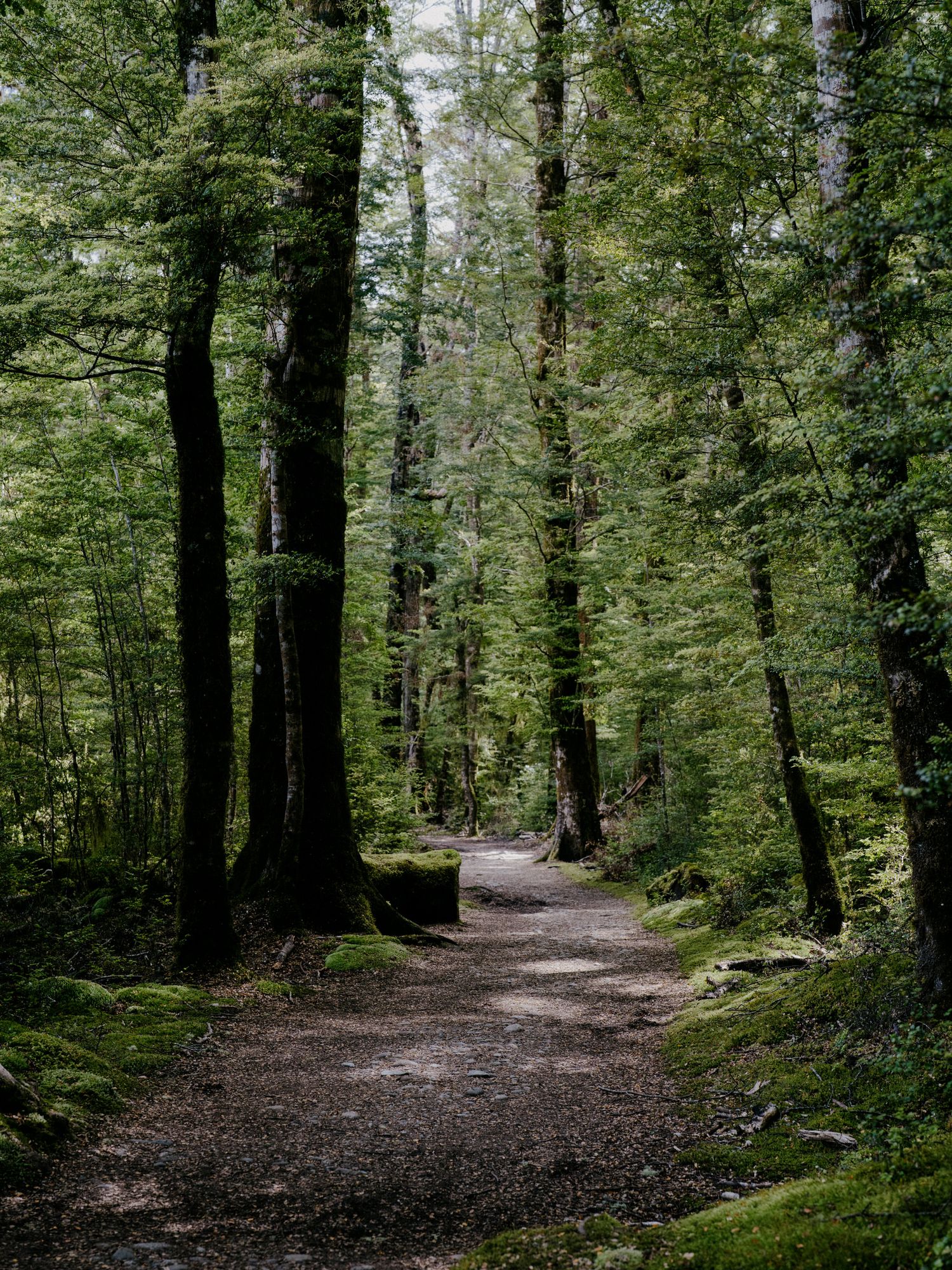 Sunlit forest trail winding through tall mossy trees and lush green vegetation.
