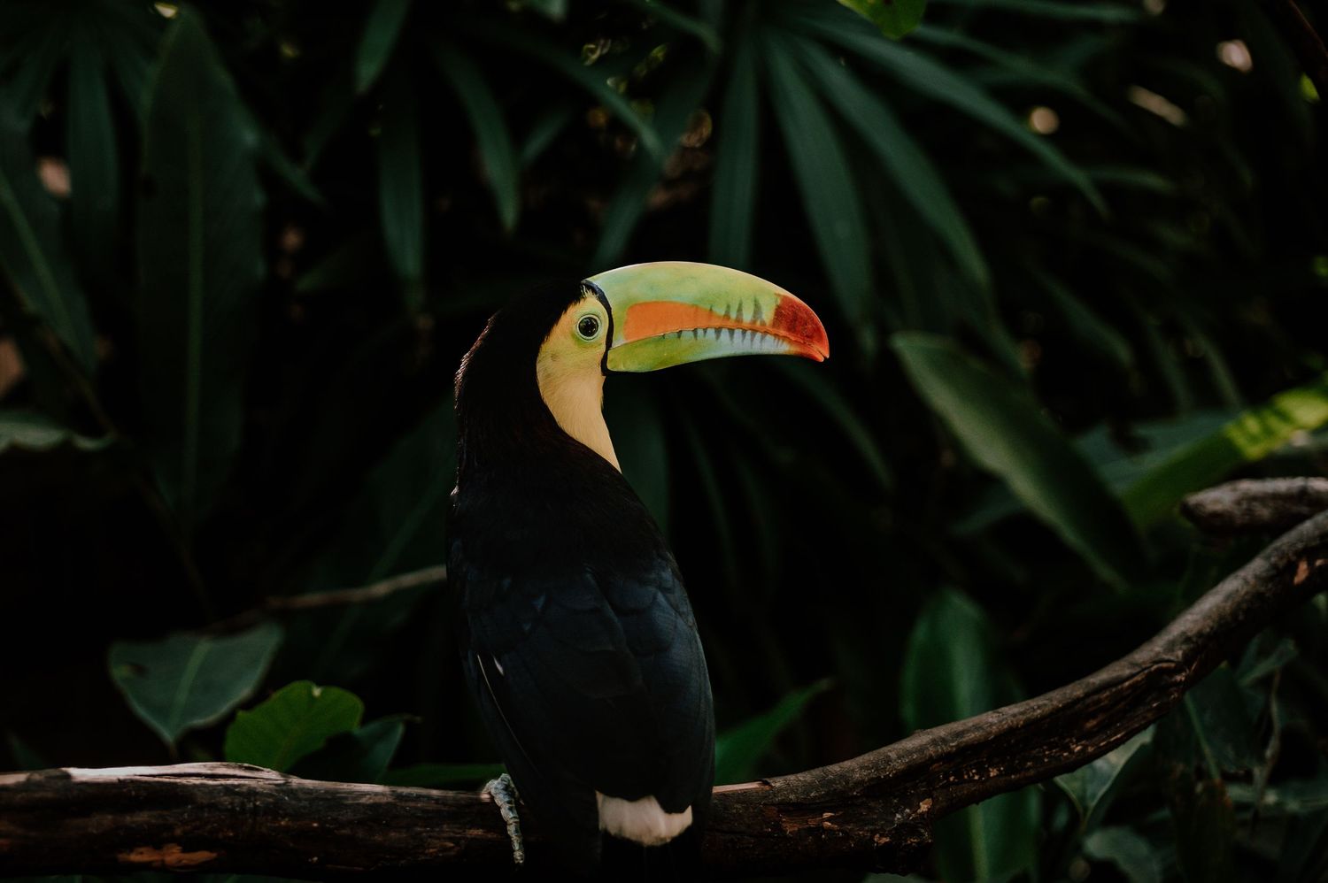 A colorful toucan with bright orange beak perched on a branch against dark foliage in natural habitat.