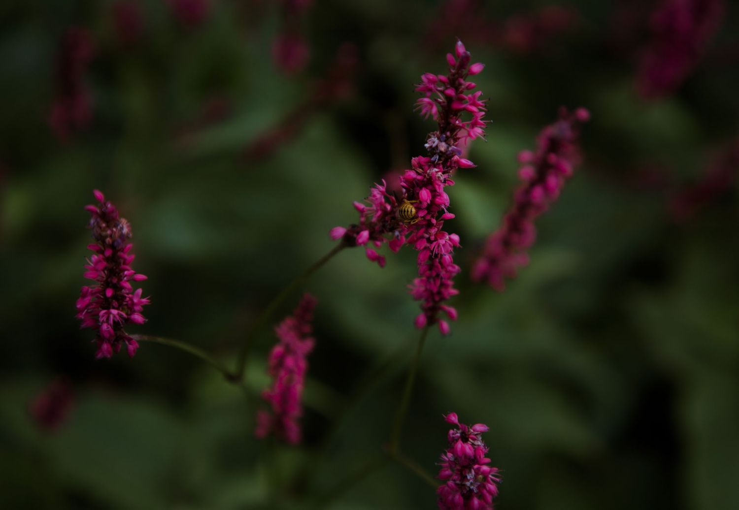 flowers floral deep green bees photography details editorial documentary