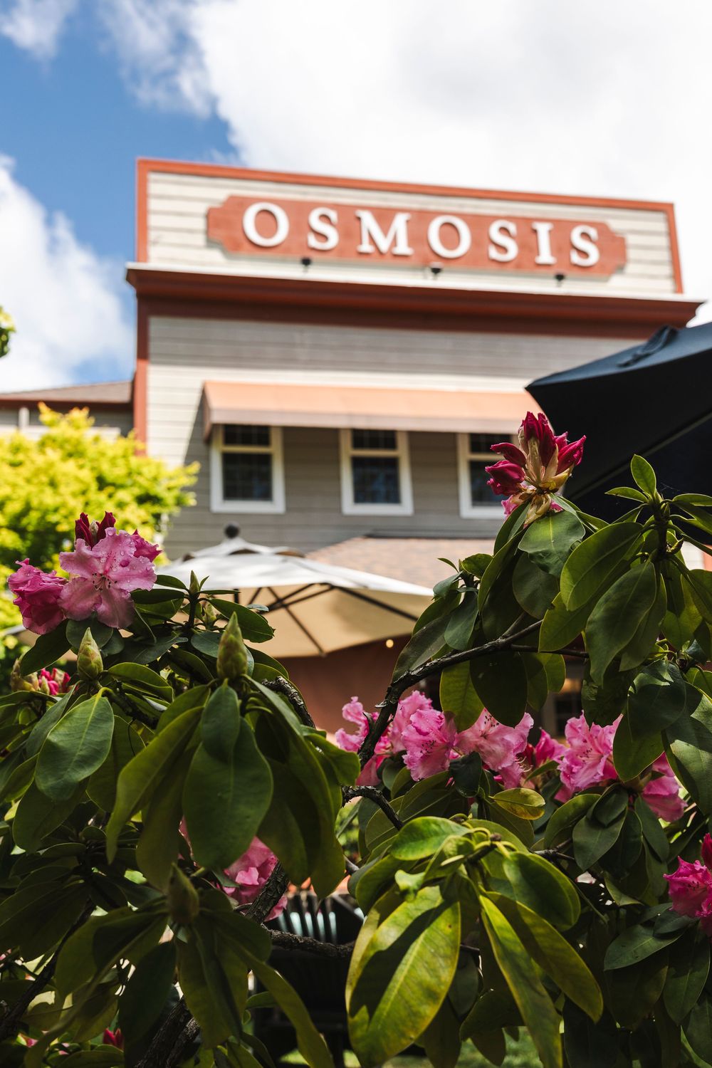 Pink tropical flowers bloom against a cloudy sky with an Osmosis sign visible in the background.