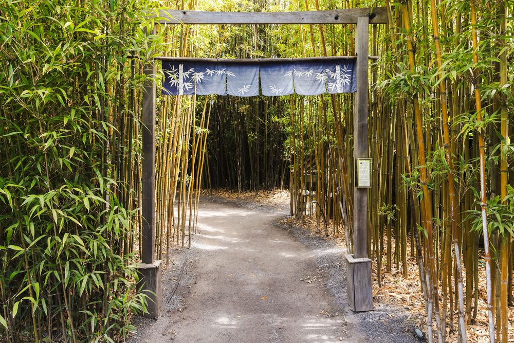 A curved pathway leads through a Japanese garden gate with tall bamboo plants growing on both sides.