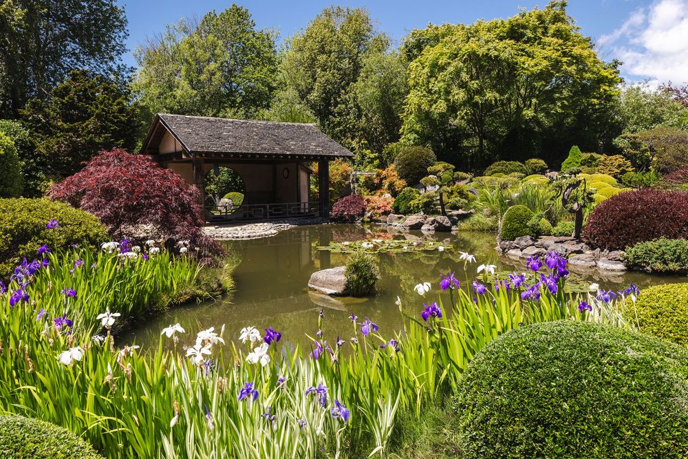 Beautiful Japanese garden landscape with blooming irises, stone pathways, and a tranquil pond surrounded by lush greenery.