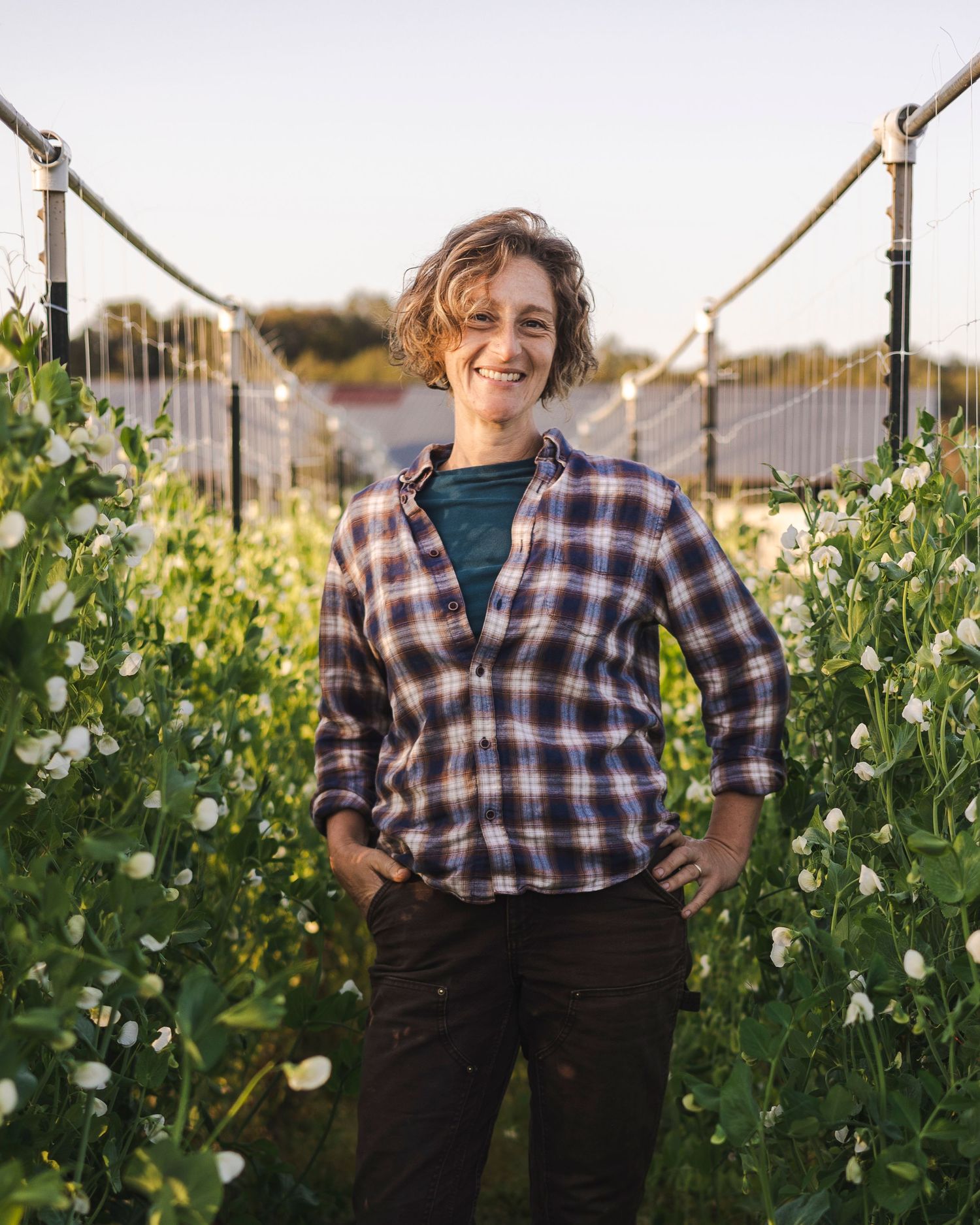 A person in a plaid shirt stands among flowering pea plants in a garden during golden hour.