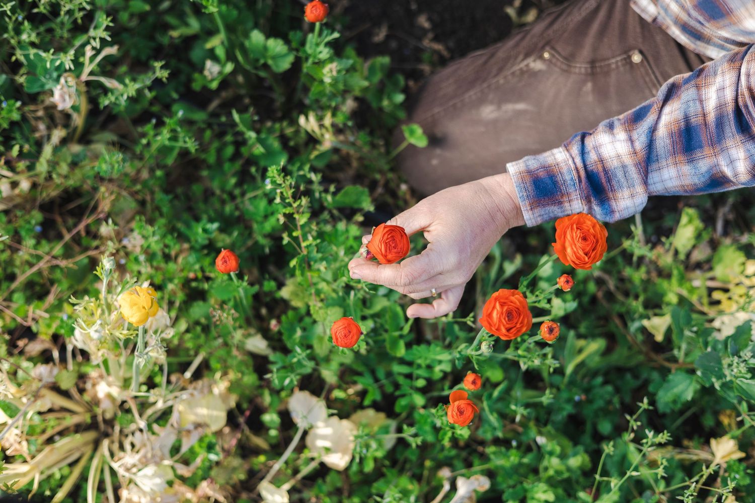 Orange roses bloom vibrantly against lush green foliage in a summer garden setting.