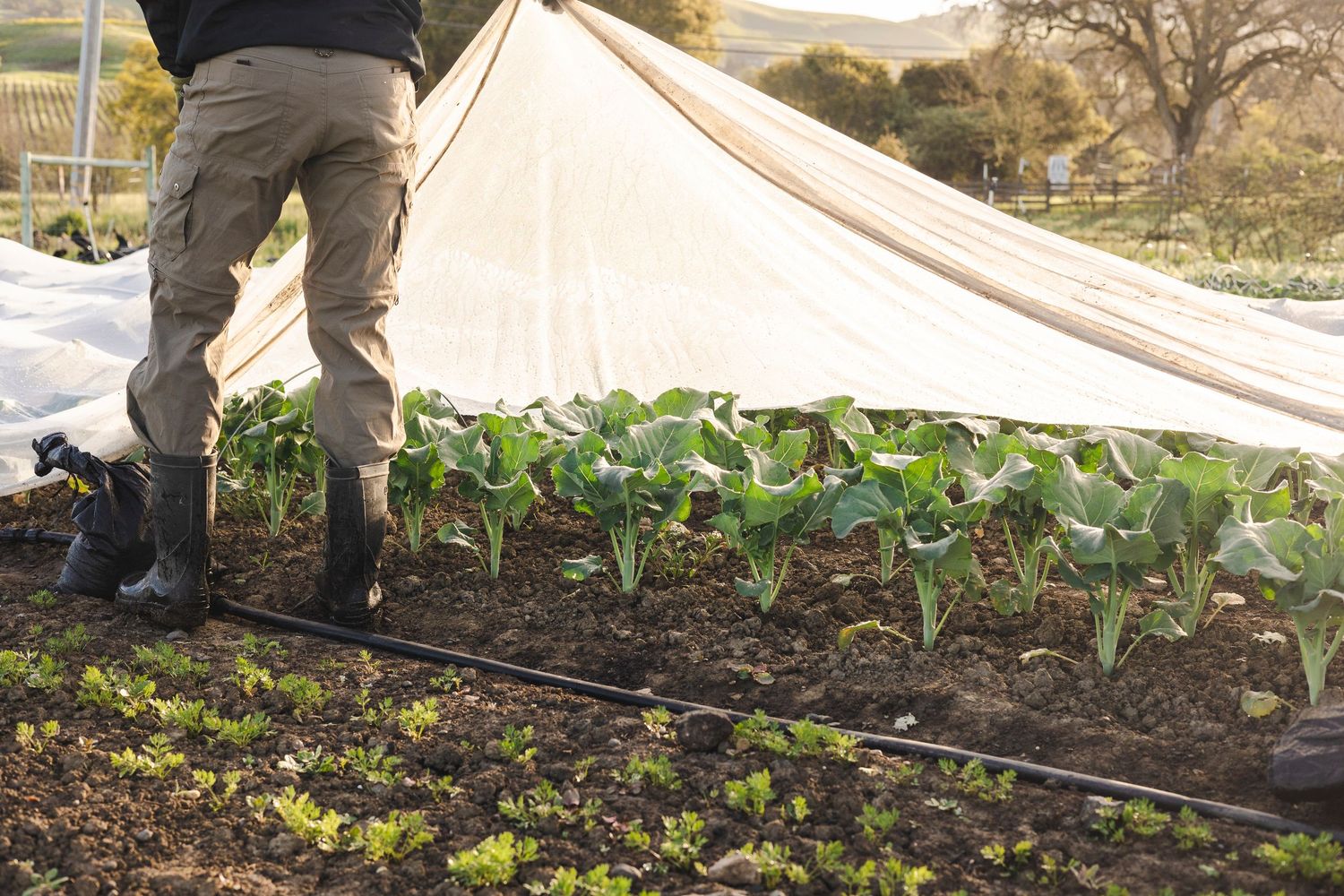 Gardener installing drip irrigation system in rows of newly planted vegetables and lettuce in raised garden bed.