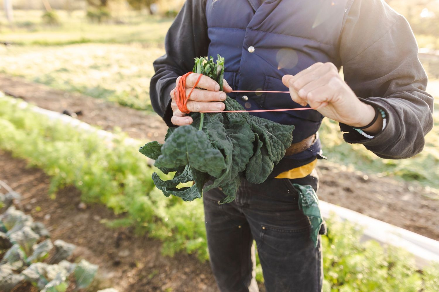 Gardener wearing protective gloves harvests fresh kale from a vegetable garden in natural sunlight.