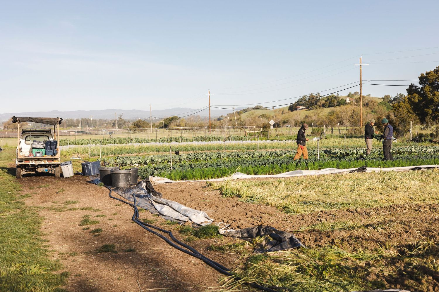 A series of agricultural irrigation pipes laid across brown farmland with mountains visible in the distance.