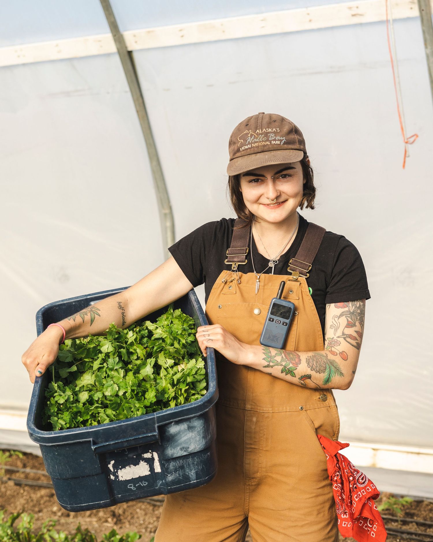Worker in brown overalls and baseball cap holds large container of freshly harvested leafy greens in greenhouse setting.