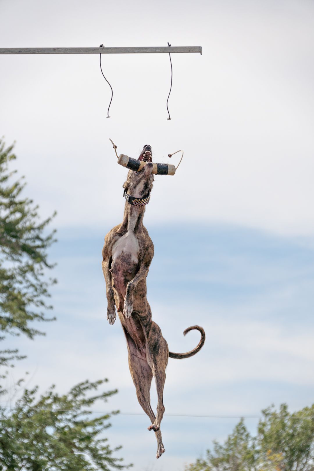 Two dogs playfully jumping and hanging from a suspended bar against a blue sky with trees in the background.