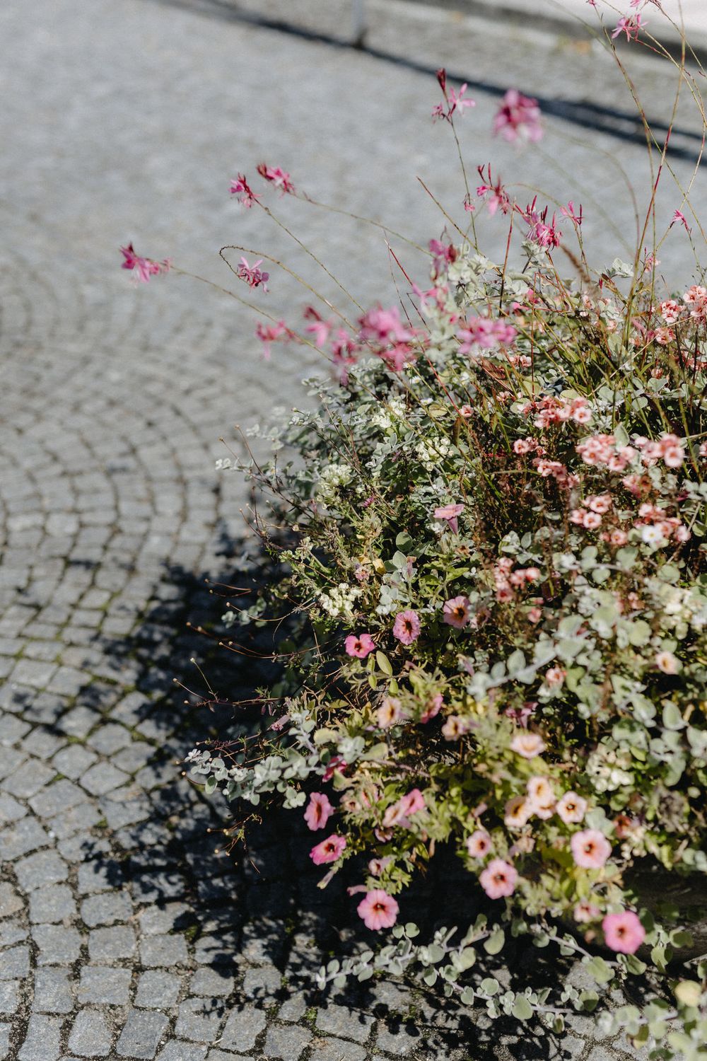 Pink and white flowers growing from a stone planter along a cobblestone street create a charming garden display.