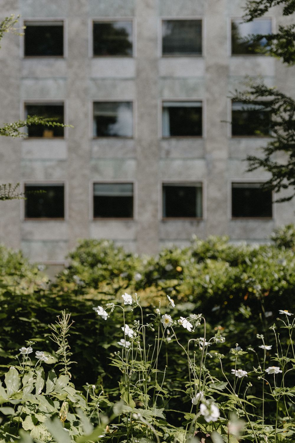 White wildflowers bloom in front of a modern office building with rectangular windows and stone facade.
