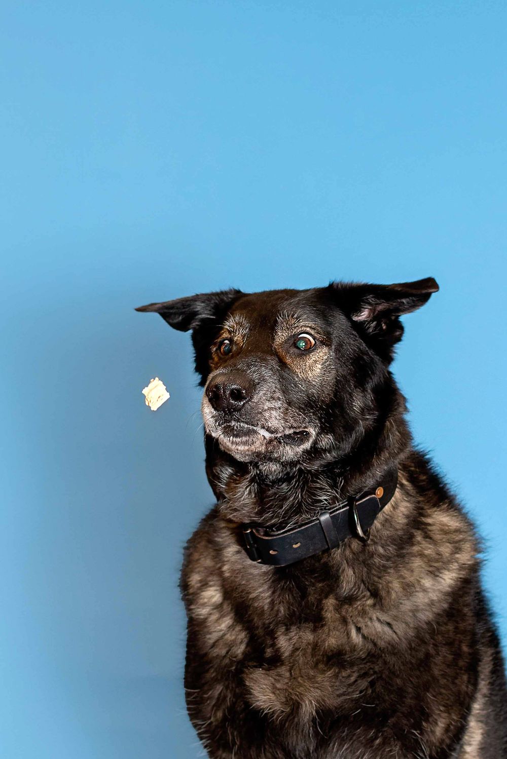 A black dog with perked ears and a happy expression against a bright blue background.