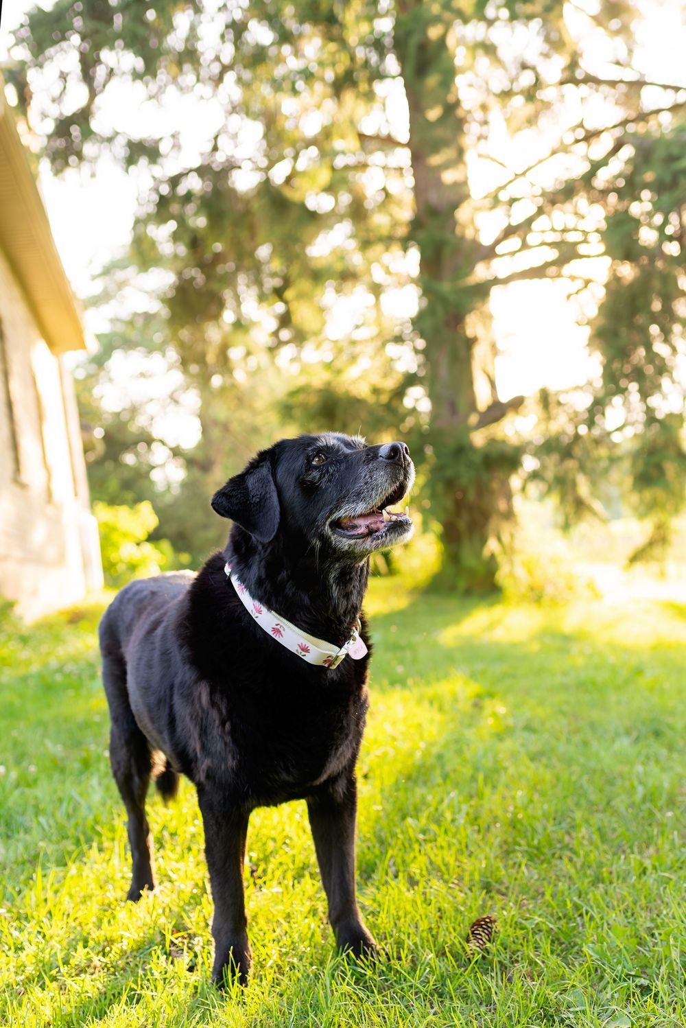 Black Labrador dog standing in a sunny grassy field with golden light filtering through trees in the background.