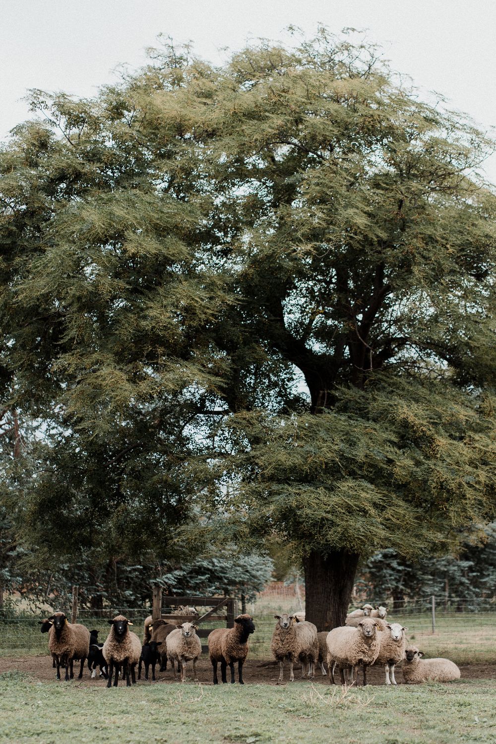 A flock of sheep and goats gather beneath a large spreading tree in a pastoral countryside setting.