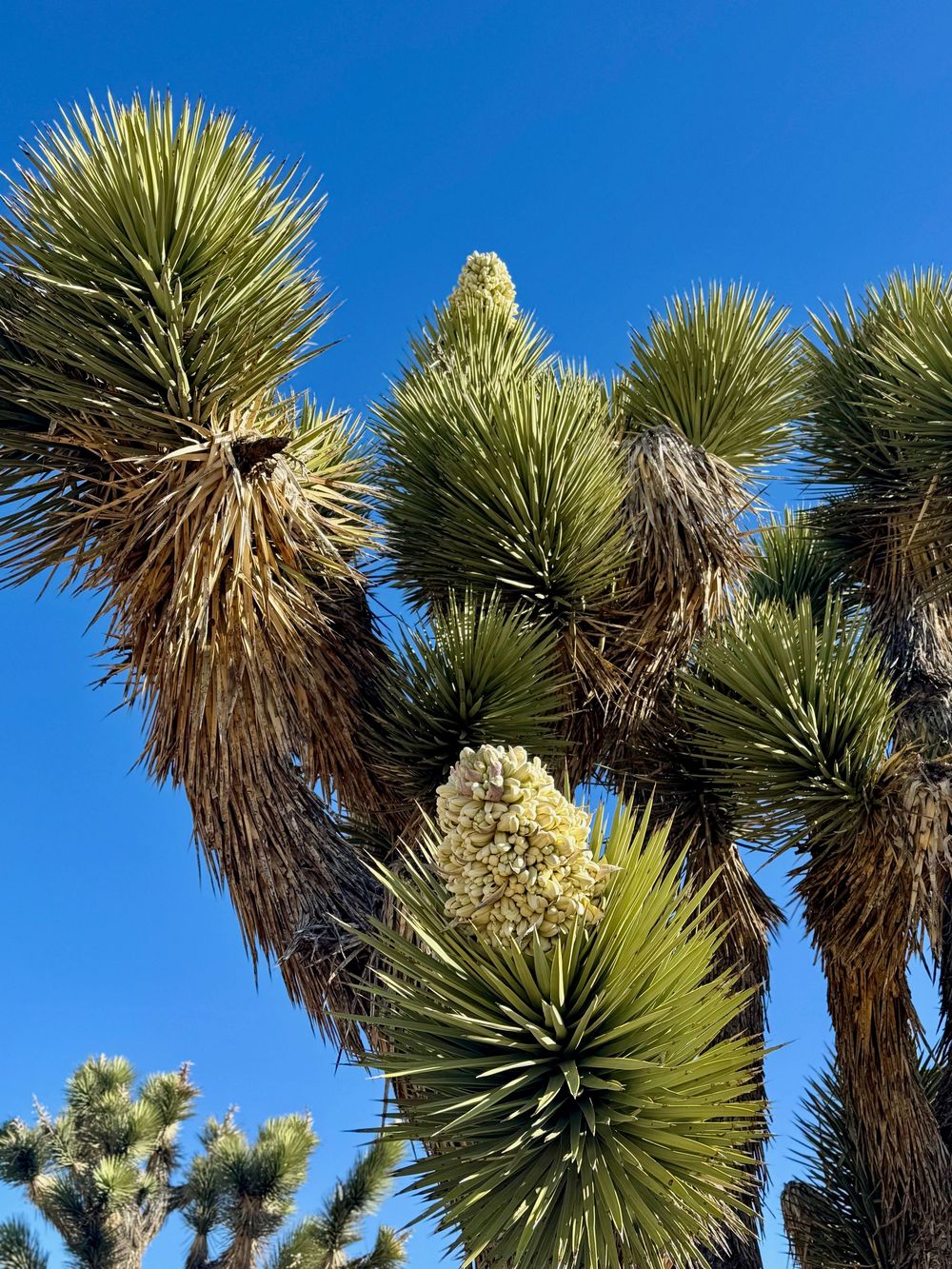 Photo graph of a blooming Joshua Tree.