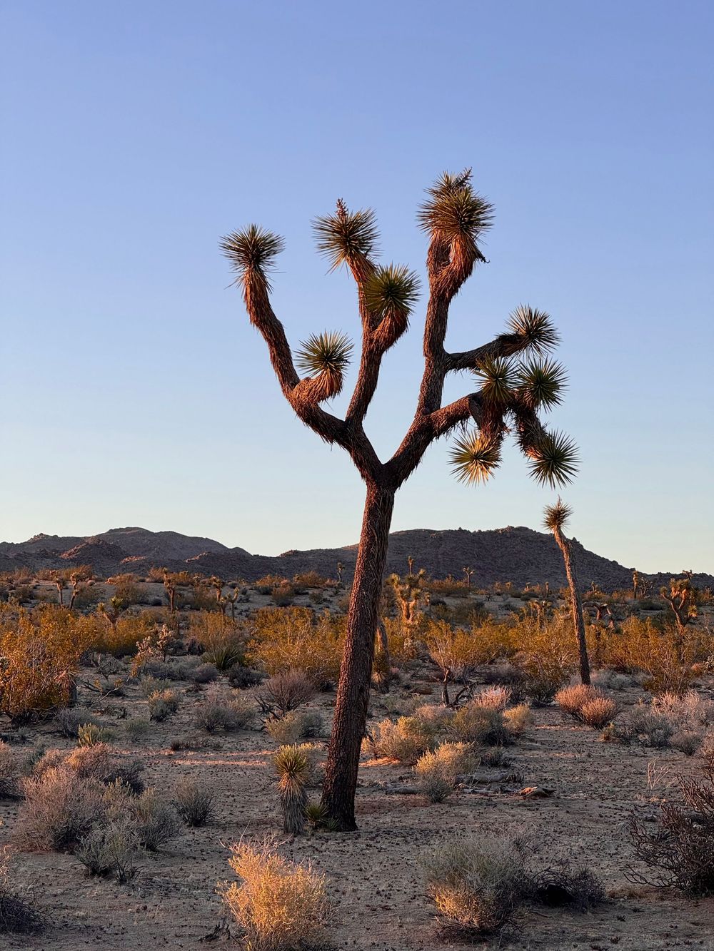 Photograph of a Joshua Tree taken during the golden light arc.